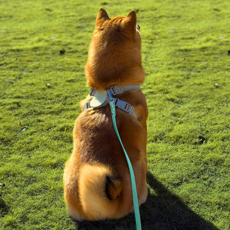 Dog Training Long Leash Waterproof Long Line Heavy Duty Outdoor Recall Lead 10ft 15ft 20ft 30ft 50ft for Small Medium Large Dog (20FT, Mint Green) - BeesActive Australia