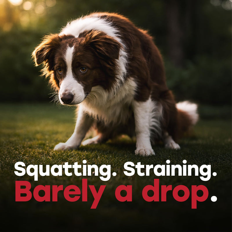 Urinary Tract Supplement for Dogs – Cranberry & Bladder Support