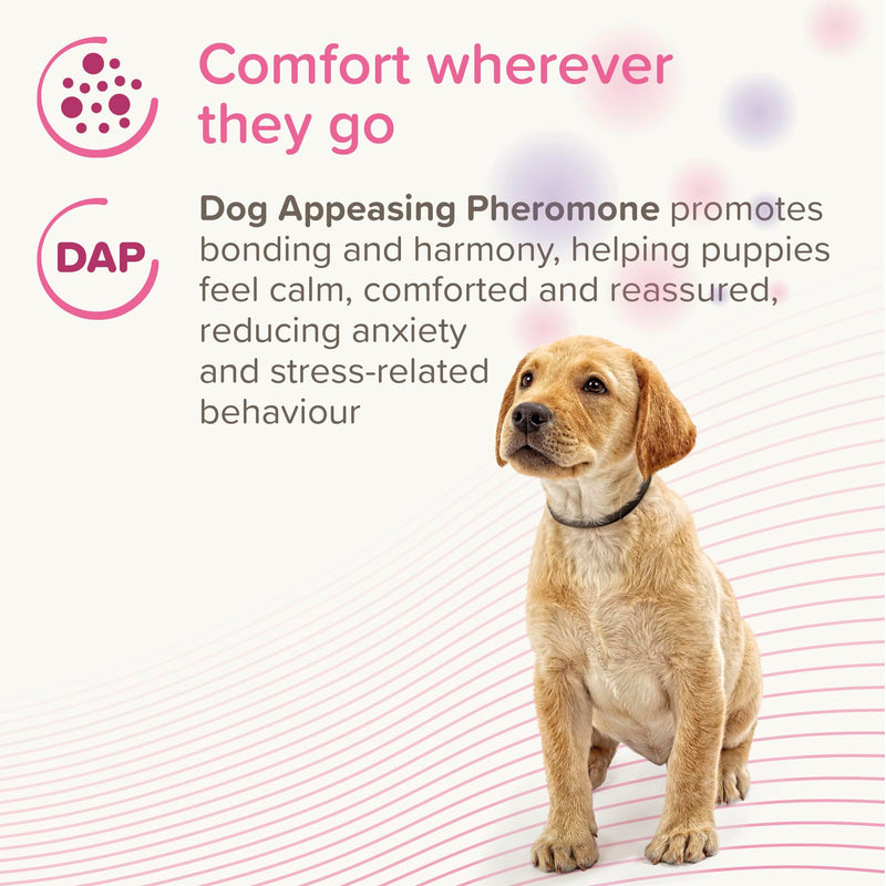 Beaphar - CaniComfort® Calming Collar For Puppies – Reduces Stress & Anxiety – Pheromone Calming for Puppies – Long-Lasting Up To 4 Weeks – Ideal for Anxious Dogs & Long-Term Stress – 1 x 45cm Collar