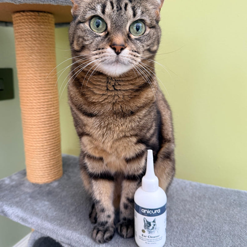 Anicura Natural Cat Ear Cleaner - Soothes & Cleans Sensitive Ears | pH-Balancing Formula Helps Reduce Wax & Odour | Easy to Use 100ml