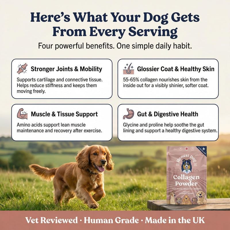 Honest Dog Co. Collagen for Dogs - Joint, Skin & Coat Support - 100% Human-Grade Collagen Powder – Made in UK - Natural Hip & Mobility Supplement - 200g (40+ Servings)