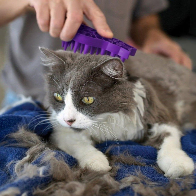 KONG Cat ZoomGroom Brush - Soft Rubber Grooming Tool for Brushing, Massaging, Bathing, and Reducing Hairballs Purple