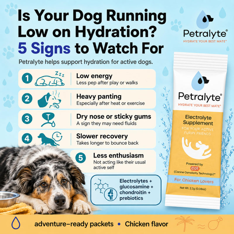 Petralyte Dog Electrolytes and Joint Supplement | Hydration Support for Dogs w/Glucosamine, Chondroitin & More | Electrolytes for Dogs with Prebiotics | for Chicken Lovers | 16 Packets 1-Pack (16 Packets)