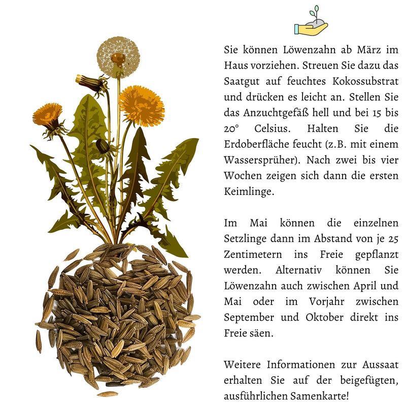 Dandelion seeds for rabbits - wild herb seeds as an optimal food supplement for rabbits, guinea pigs and turtles (5,000 seeds) 5,000 seeds - BeesActive Australia