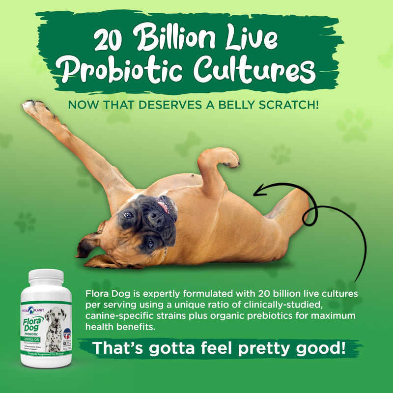 Vital Planet - Flora Dog Probiotic Chewable Tablets Supplement with 20 Billion Cultures and 10 Strains, High Potency Immune and Digestive Support Probiotics for Dogs, 30 Beef Flavored Chewable Tablets - PawsPlanet Australia