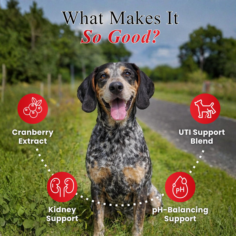 Cranberry Chews for Dogs – UTI Support & Bladder Support – Cranberry Supplement for Dogs – Dog Kidney Support – Urinary Tract & Bladder Control (30 Soft Chews) 30 Soft Chews