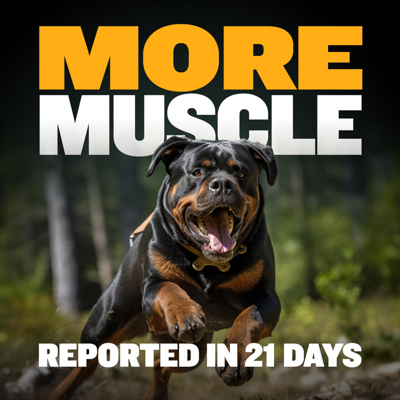 Bully Max Muscle Builder Soft Chews for Dogs and Puppies - Training Supplements for Puppy and Adult Dog - Dog Food Topper Treats for Muscle Gain - All Dog Breeds & Ages, 75 Delicious Soft Chews - PawsPlanet Australia