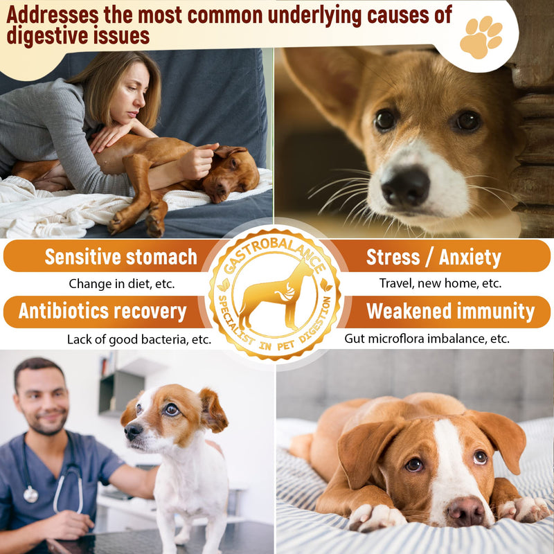 Advanced dog probiotics for gut health – 60 natural dog probiotic chews recommended by vet (Chicken flavour) Chicken flavour