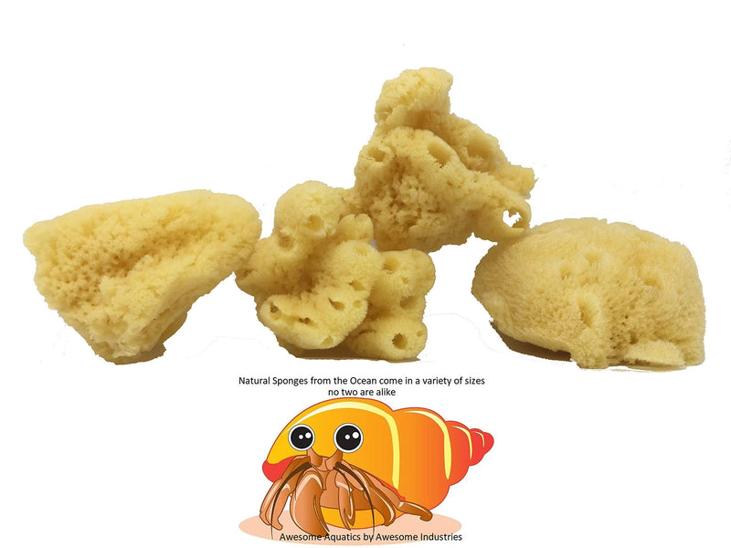 Awesome Aquatic 4-Pack of Hermit Crab Sea Sponges (Jumbo 4 pk) Jumbo 4 pk - PawsPlanet Australia