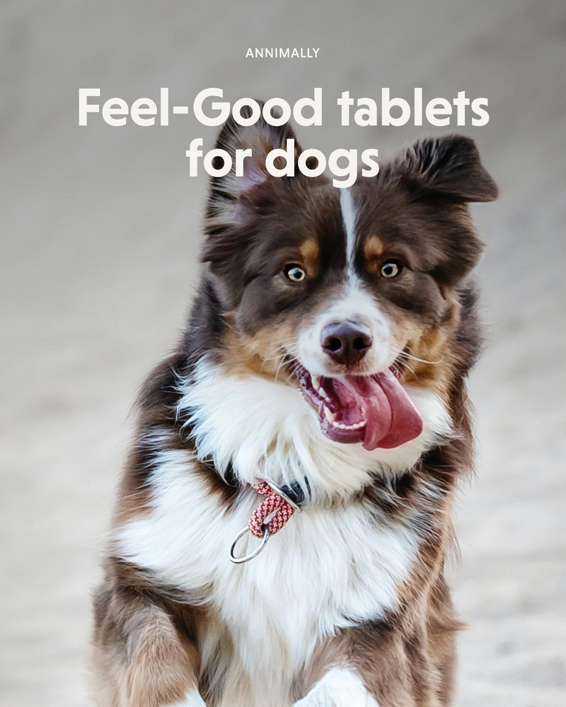 Annimally Relax Tablets for Dogs XL 250 pcs. Daily Supplement | Dog tablets with St John’s wort, valerian root, L-tryptophan & vitamins, made in Germany, for large dogs, made in Germany 250 XL-Tablets for Large Dogs