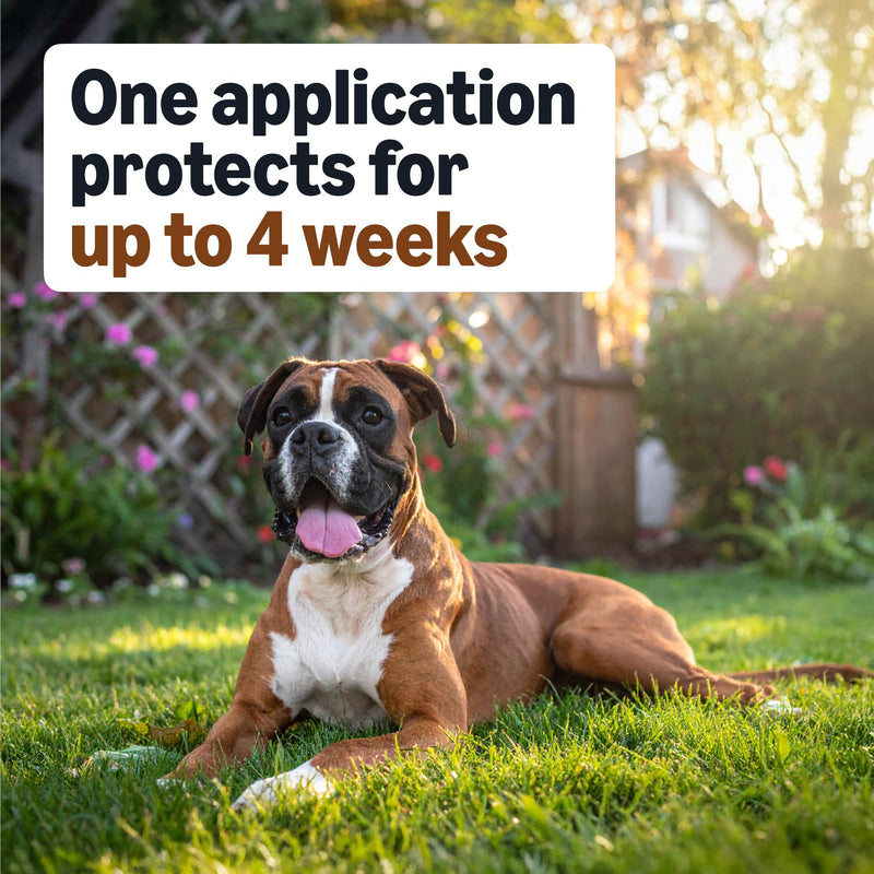 Amazon Basics Preventative Flea, Tick & Mosquito Topical Treatment for Large Dogs (21-55 Pounds), Kills Fleas, 4 Count, Packaging May Vary Large Dogs (21 - 55 lbs)