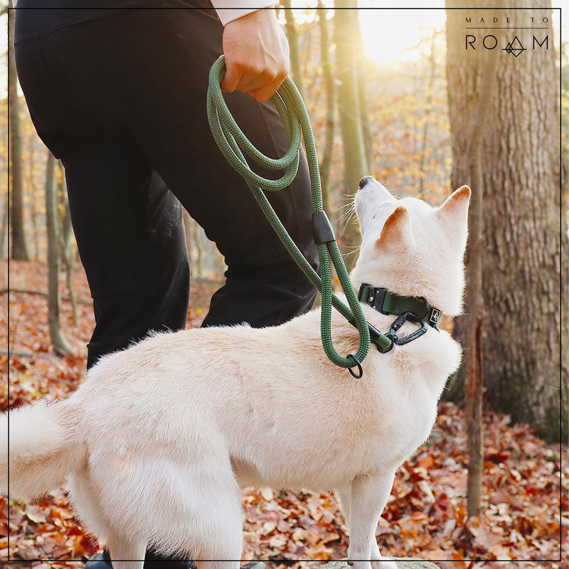 MADE TO ROAM Premium Explorer Leash - Climbing Rope Leash with Autolocking Aviation Aluminum Carabiner - Oregon Haze, 6ft 6 Feet - BeesActive Australia