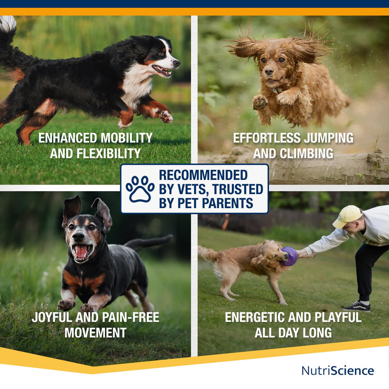 NutriScience Arthriaid Omega Dog Joint Supplement – Glucosamine, Chondroitin, MSM & Omega 3 – Supports Mobility, Relieves Stiffness & Promotes Cartilage Repair – 250ml 250 ml (Pack of 1)