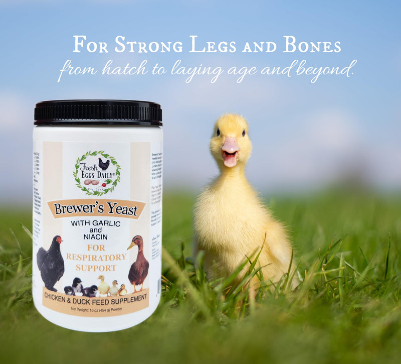 Fresh Eggs Daily Brewer's Yeast with Garlic Powder and Niacin for Ducks Ducklings Feed Supplement Vitamins for Backyard Chickens 1LB 1 Pound (Pack of 1) - BeesActive Australia