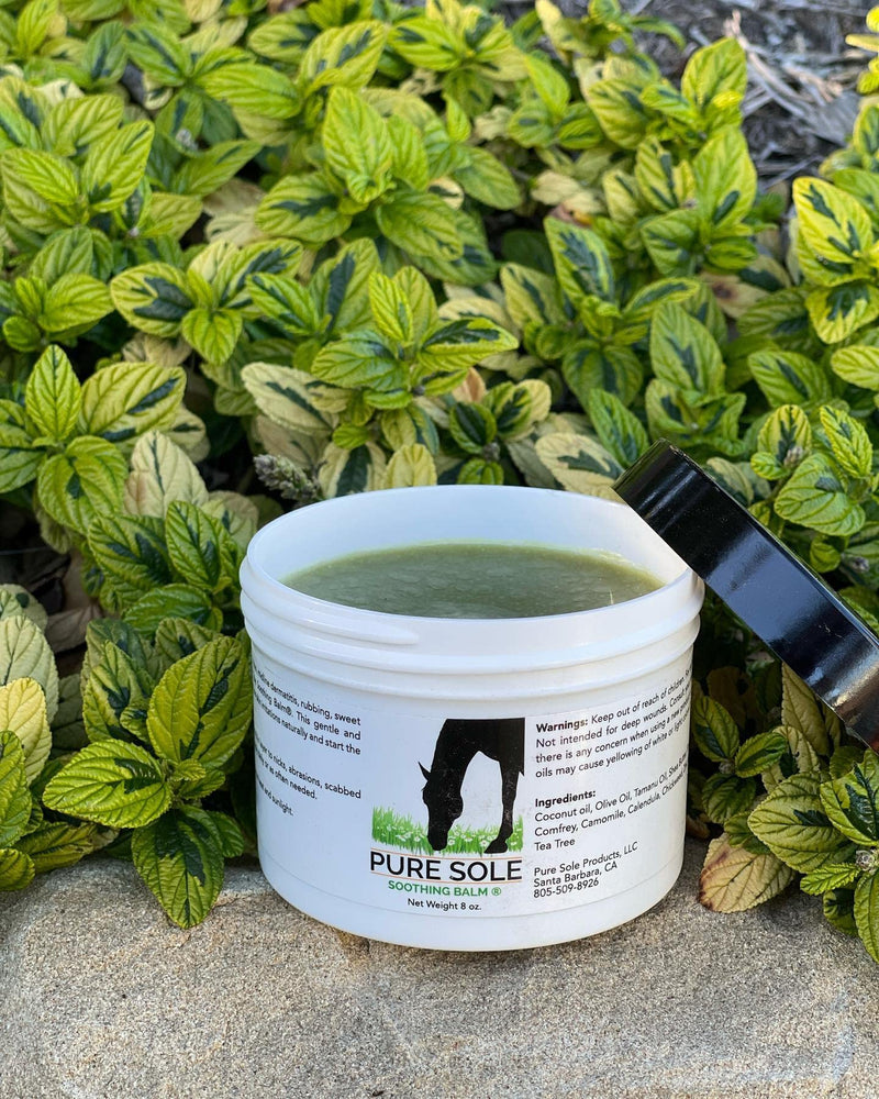 Wound Care Ointment for Horses and Dogs - Pure Sole Soothing Balm - Animal Wound Care for Cuts, Sores and Sweet Itch with All Natural Ingredients - 8 oz - BeesActive Australia