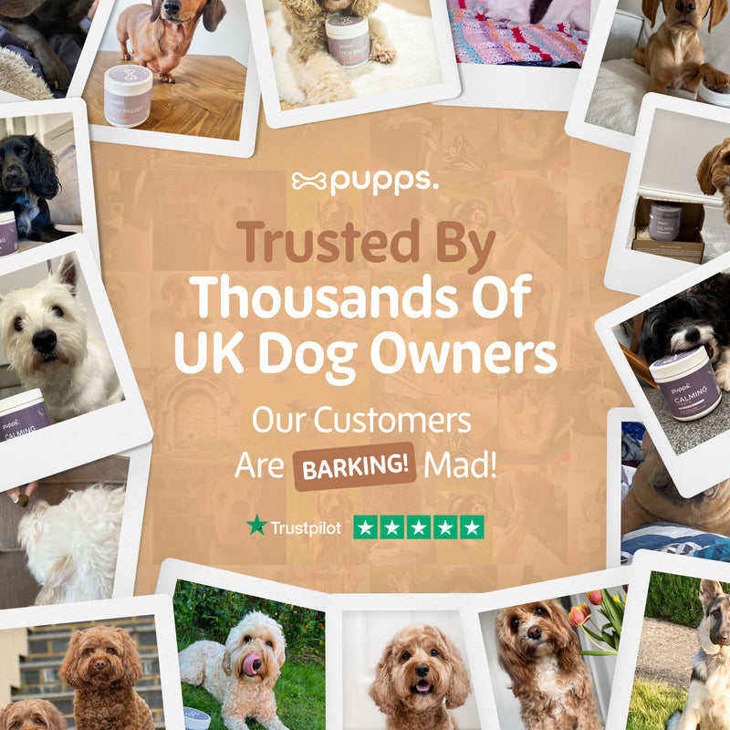 Pupps Hip & Joint Dog Treats – 120 Chews with Glucosamine (1000mg), Green Lipped Mussel & MSM | Joint Support for Dogs of All Ages | Helps Mobility, Stiffness & Comfort | Vet Approved, UK Made 120 x Chews