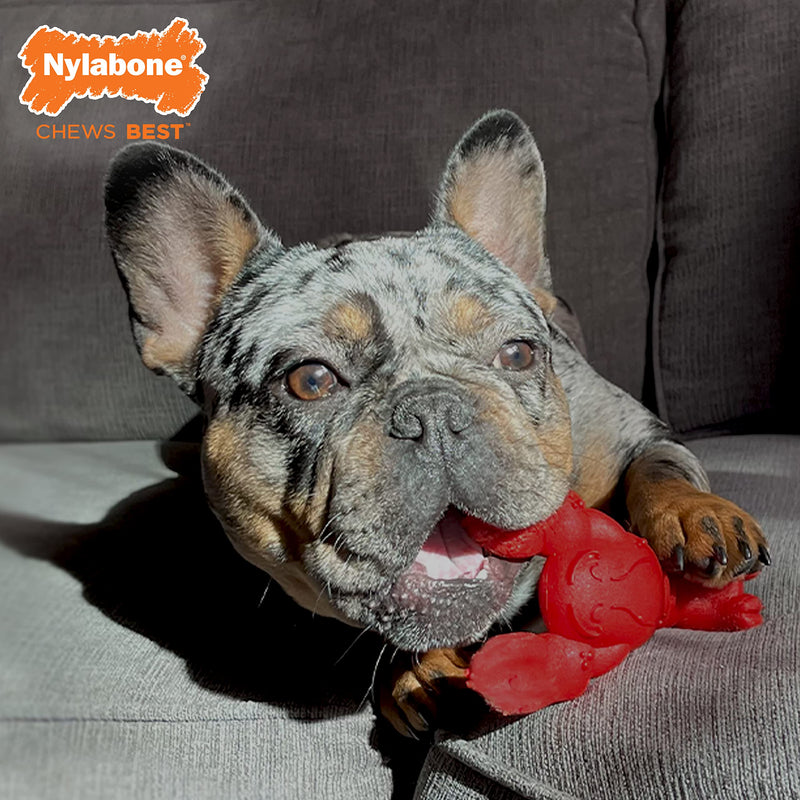 Nylabone Power Chew Lobster Dog Chew Toy, Cute Dog Toys for Aggressive Chewers, Filet Mignon Flavor, Small/Regular (1 Count) Red Medium/Wolf (1 Count) - BeesActive Australia