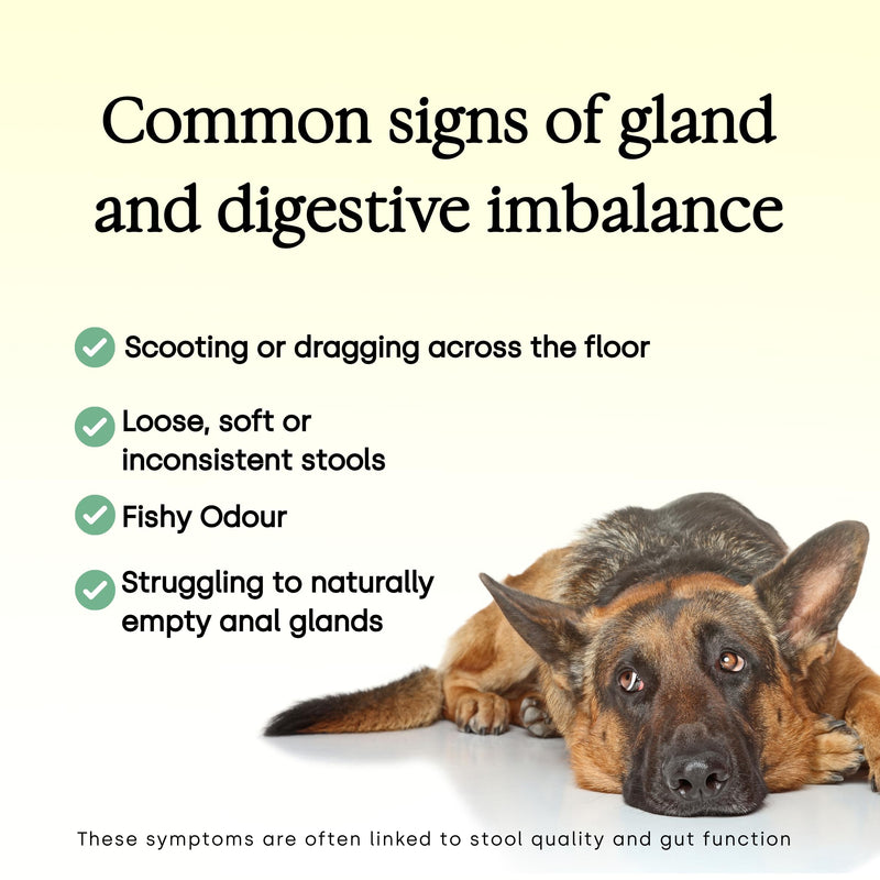 Scooch Anal Gland Supplement for Dogs — Fibre Chews Dogs Actually Eat | Banana, Apple & Coconut | Supports Firm Stools & Natural Gland Emptying | Plant-Based, Grain-Free | 60 Chews