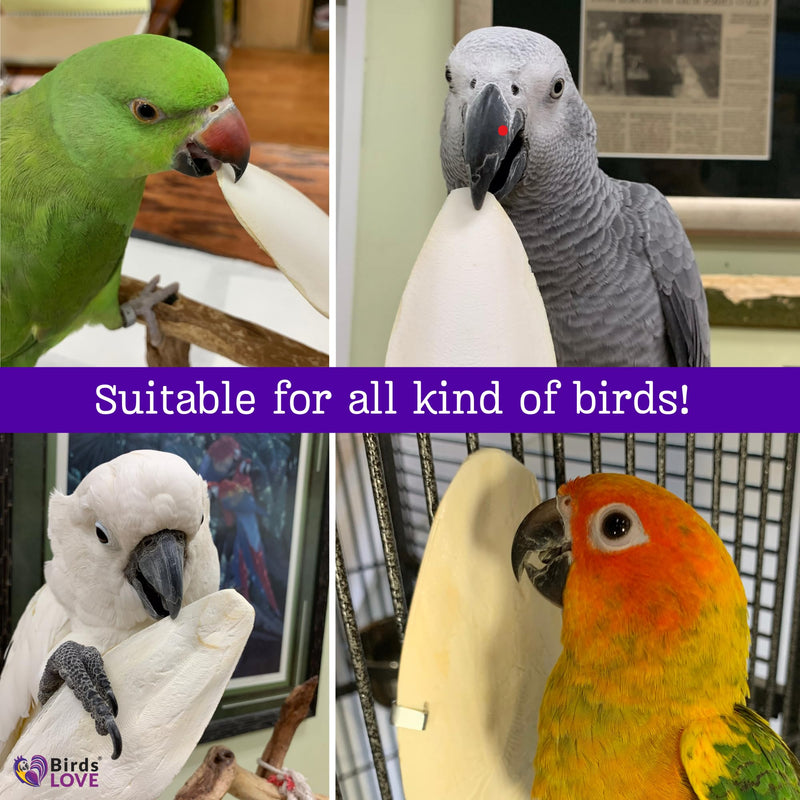 Birds LOVE Natural Cuttlebone – Premium Calcium for Cockatiel, Parrots, Tortoise, Snails, Crabs and Chinchillas - Pure Cuttlebone for Birds - Parakeet Food and Bird Treats - 2 Pack, Size 3.5 to 4" 3.5" - 4" 2 Count (Pack of 1) - BeesActive Australia