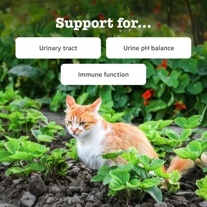Zesty Paws Urinary & Renal Paste for Cats | Supports Urinary Tract & Kidney Function, Balance Urine pH Levels | Contains Cranberry Powder, D-Mannose, Vitamins B1, B6 & C| Real Fish Flavour | 75g 75ml