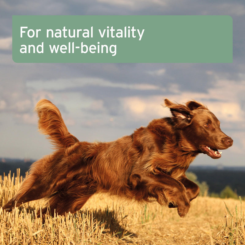 AniForte Premium Salmon Oil for Dogs, Cats, Horses & Pets 500ml - 100% Pure Natural Norwegian Fish Oil Supplement With Omega 3, 6 & EPA, DHA & ALA Fatty Acids, For Coat & Skin, Joints & Brain Health