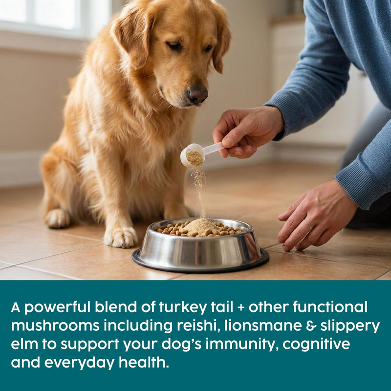 Turkey Tail Mushroom for Dogs - 100g Powder Supplement for Immune & Gut Health Support, Rich in Beta-Glucans, Adaptogenic Superblend with Slippery Elm for Dogs Digestion & Microbiome Balance