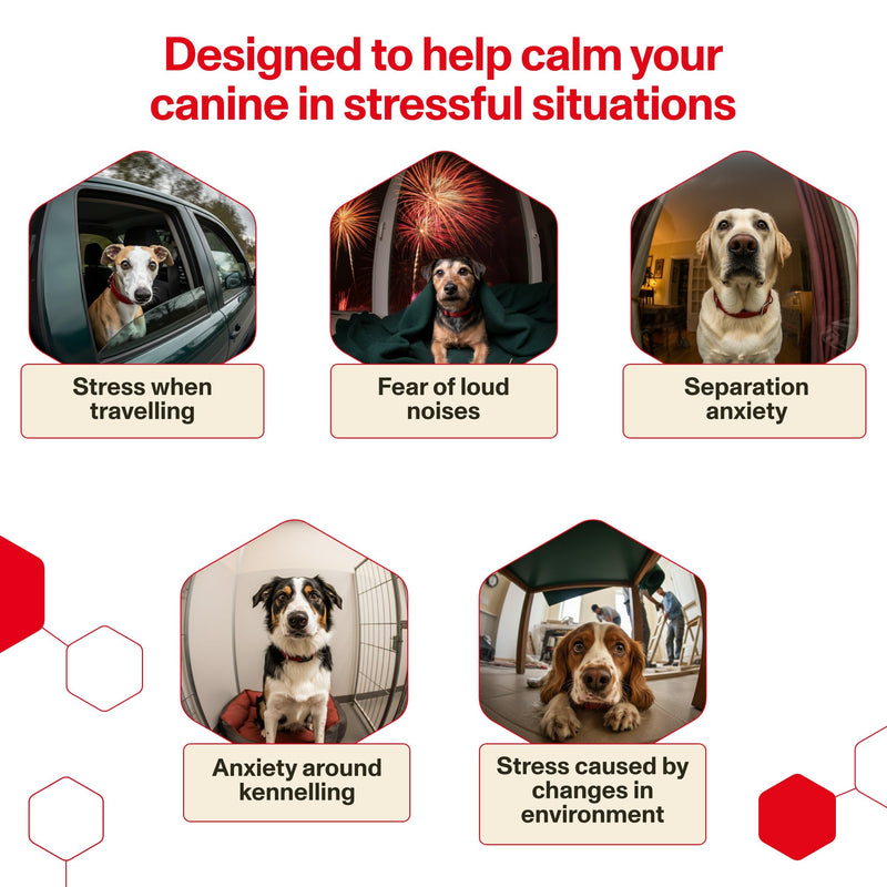 Omni Dog Calming Plug In Diffuser with Pheromones for Dogs - Inspired by Nature, Helps Calm Your Dog from Separation Anxiety, Fireworks, Travel or Tension, Covers 700 Sq Ft, Diffuser & x2 48ml Refills Calming Plug In Diffuser + 2x Refill