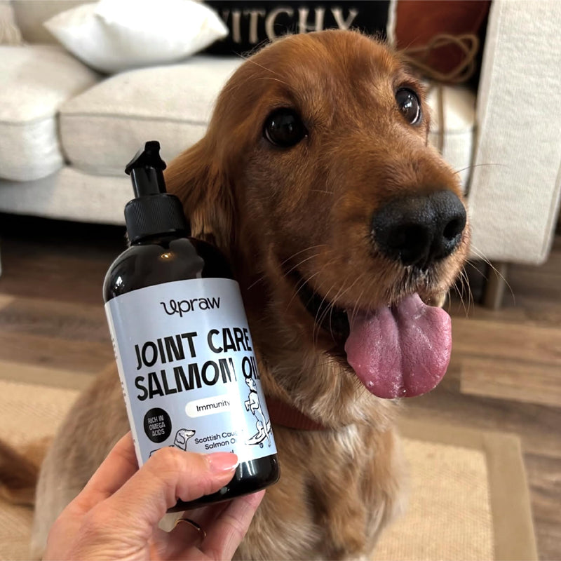 Joint Care Salmon Oil for Dogs 300ml, Scottish Salmon Oil with Glucosamine, Chondroitin, MSM & Turmeric, Omega 3 6 9 Supplement for Mobility, Skin & Coat Health, Hip & Joint Support for All Dog Sizes