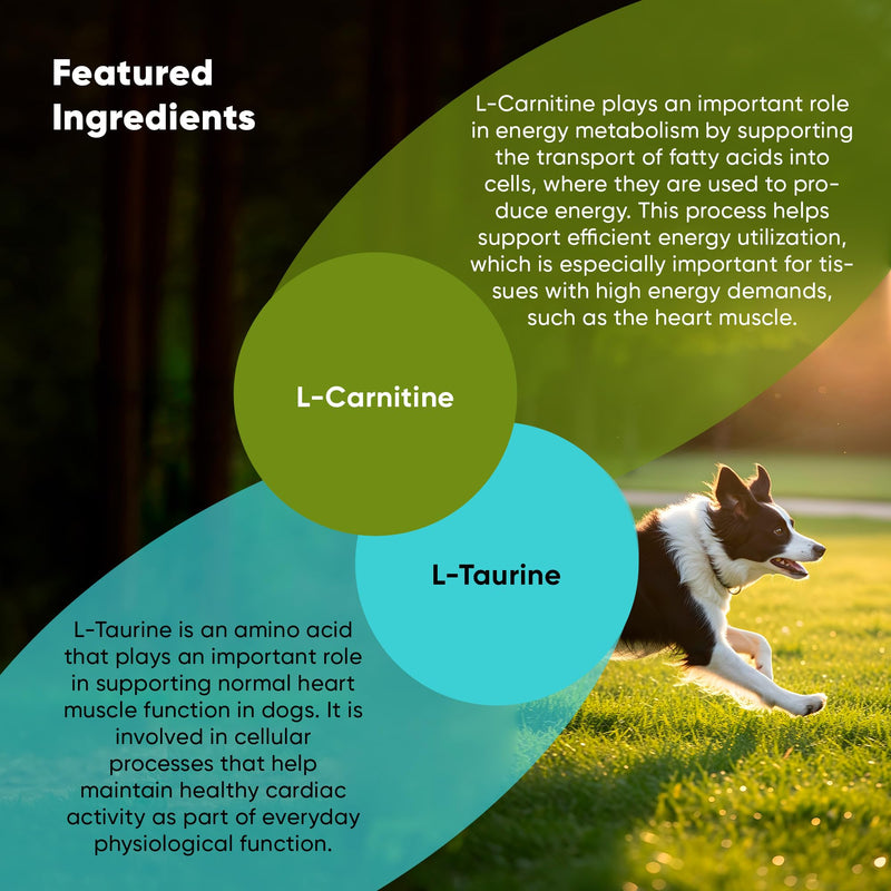 Cardio Support - L-Taurine and L-Carnitine Supplement for Dogs - Cardiovascular and Heart Health Supplements for Dogs - 60/ct Cardio Support