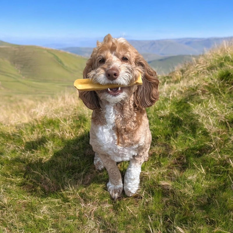 William Hunter Yak Cheese Himalayan Dog Chews - Long Lasting 100% Natural High Protein Dental Dog Chews for Aggressive Chewers (Large 1 Pack) Large 1 pack