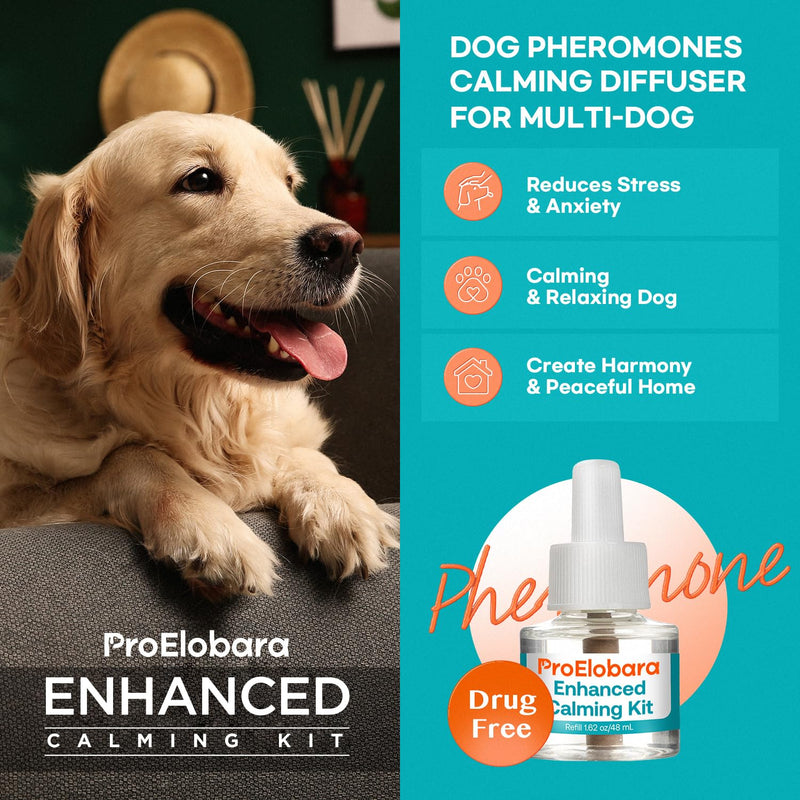 Calming atomizer for dog stress: Pheromone atomizer for dogs against anxiety - Comfort Dog Calm Pheromone Starter for home - lasts for 60 days BlueB - BeesActive Australia