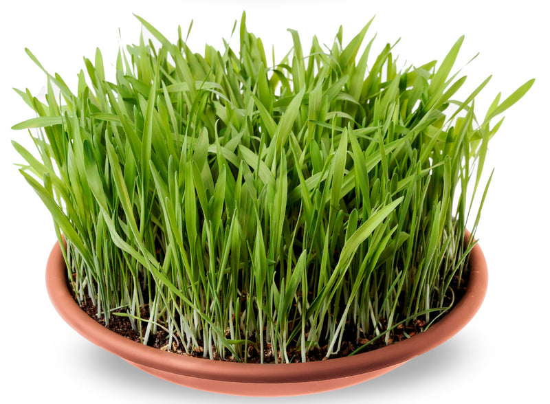 R&R SHOP - Grass Seed Mix for Dogs, Fast Growing for a Happy Dog, European Seeds (150gr)