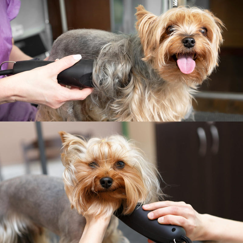 Detachable A Series Wide 30 Blades for Dog Grooming Cuts length 1/50" - 0.5mm Japanese Carbonized Steel Wide Grooming Blades Compatible A5 Series Wide Clippers for Dogs(30W) 30W (1/50" - 0.5mm) - BeesActive Australia