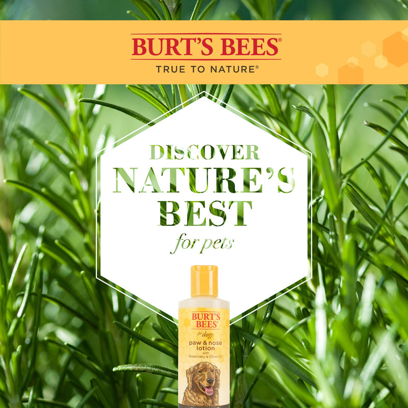 Burt's Bees for Pets for Dogs All-Naturally Derived Paw & Nose Lotion with Rosemary & Olive Oil - Best Treatment for All Dogs and Puppies With Dry Nose and Paws, 4 Oz - 2 Pack 4 Fl Oz (Pack of 2) - BeesActive Australia