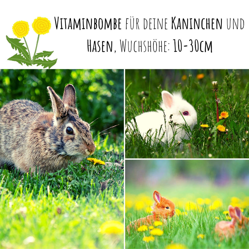 Dandelion seeds for rabbits - wild herb seeds as an optimal food supplement for rabbits, guinea pigs and turtles (5,000 seeds) 5,000 seeds - BeesActive Australia