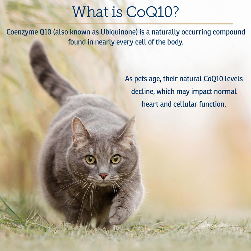 Rx Vitamins CoQ1030 - Coenzyme Q10 for Dogs & Cats - 30ct | 100% Pure Ubiquinone Cat & Dog Heart Supplements - Promotes Cardiovascular Function and Antioxidant Support