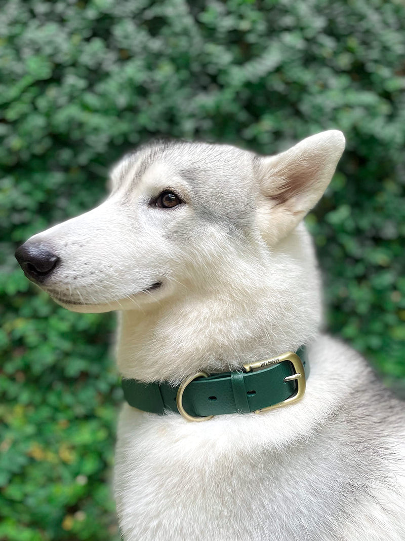Tuff Pupper Classic Heavy Duty Dog Collar | 10x Stronger Than Leather | 100% Waterproof & Odor Proof Dog Collar | Tough Rust-Proof All Metal Hardware Medium (15-19" Neck) Forest Green Medium (15 - 19" Neck) - BeesActive Australia