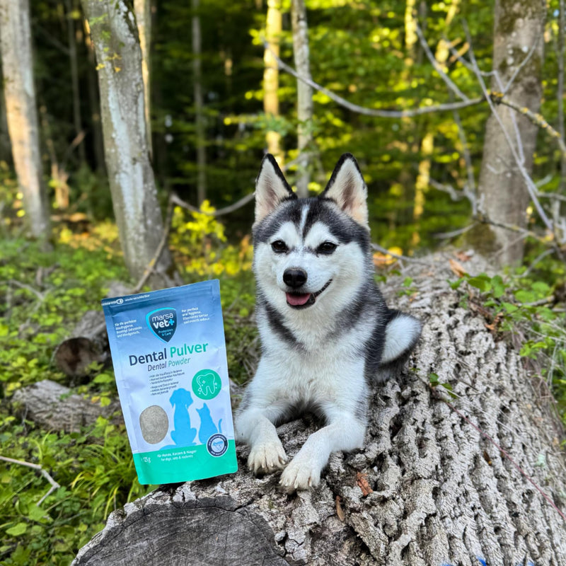 Marsavet Dental Powder - Dental Care for Dogs, Cats, Rodents with Insect Protein, Stress Free, Dog Toothbrush and Toothpaste, Eliminates Tartar, Plaque, Mouth Odour - 125g