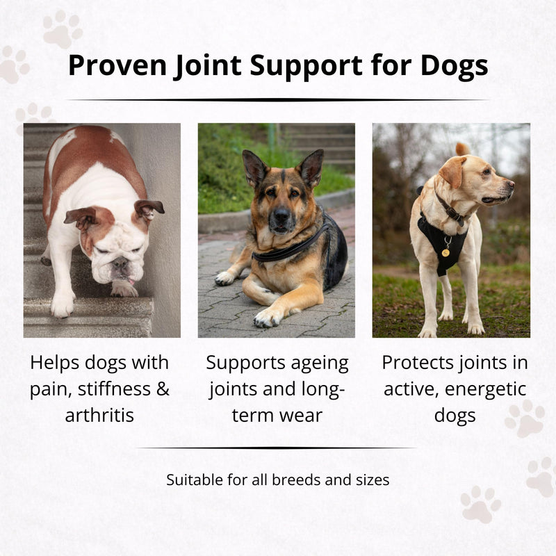 EQ K9 AgileEase Hip & Joint Supplements for Dogs (Senior & Adult), Advanced Joint Care with Glucosamine, MSM, Chondroitin & Green Lipped Mussel, Hyaluronic Acid Dog Joint Supplements,60Tablets 60
