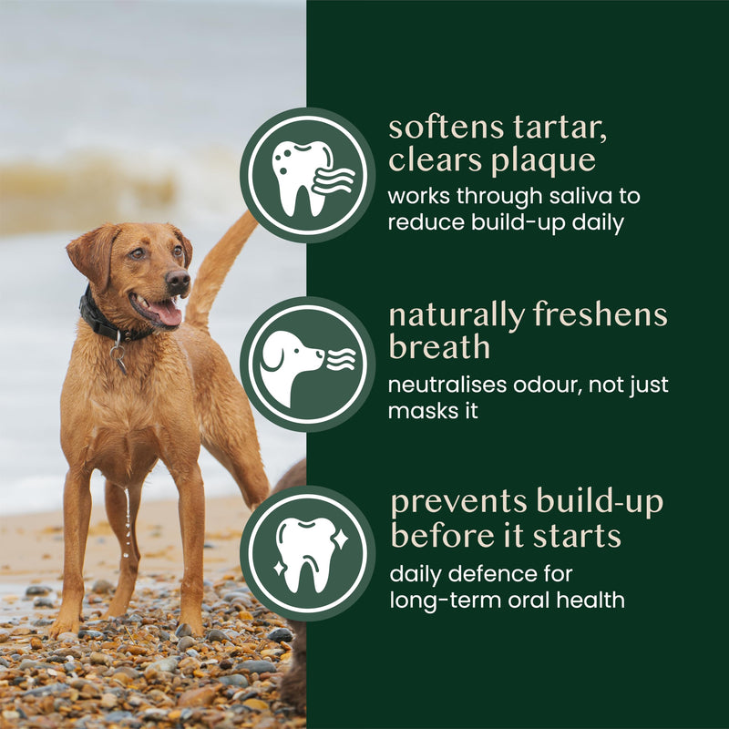 Natural Kelp Seaweed Powder – Natural Cat and Dog Dental Powder, Plaque Remover – Dog Breath Freshener and Cat Teeth Cleaning and Enzymatic Mouthwash – 250g, up to 200 Servings