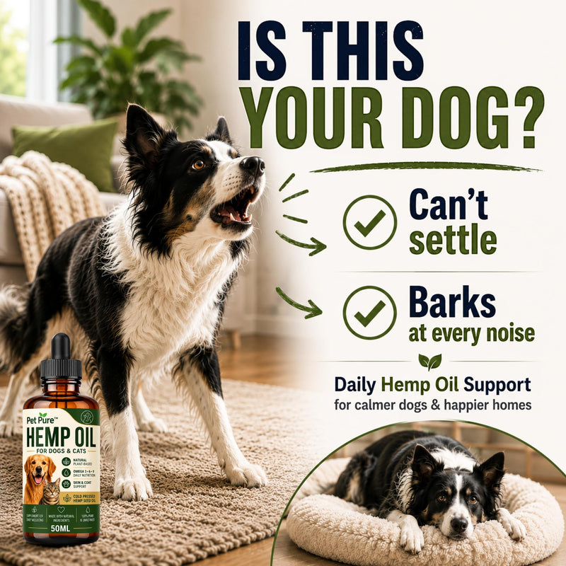 Hemp Oil for Dogs & Cats – Pet Pure™ 50ml – Hemp Oil for Dogs UK – Helps Support Calm Behaviour, Skin, Coat & Joint Health – Plant-Based Omega 3, 6 & 9 Supplement
