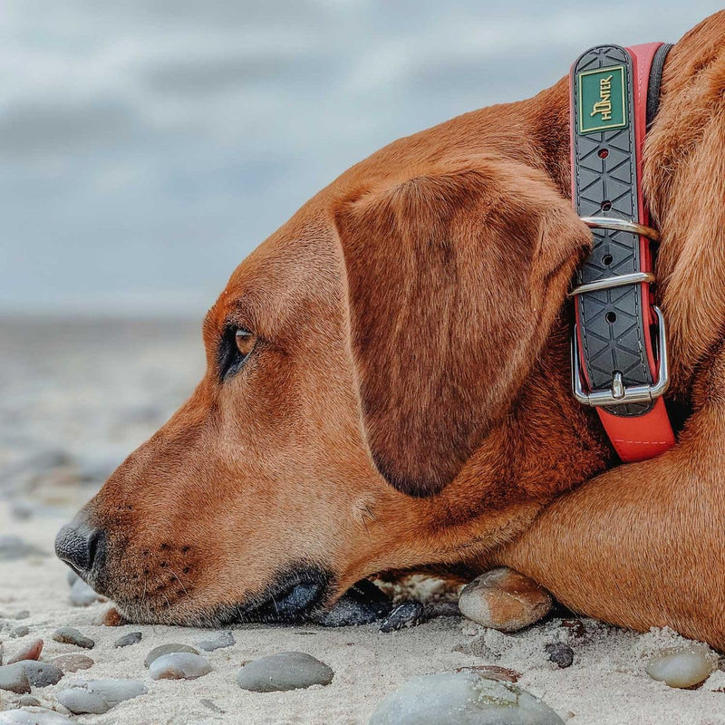 HUNTER CONVENIENCE COMFORT Dog Collar, Plastic Material, Neoprene, 55 M-L, Neon Orange