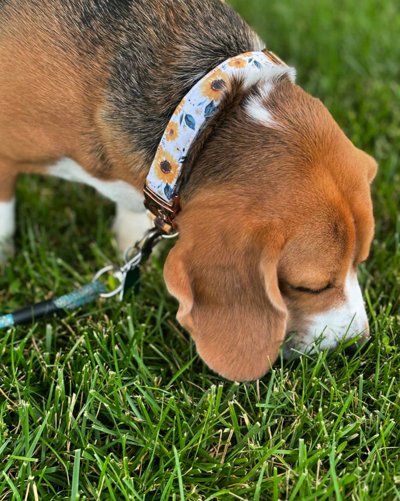 Elegant little tail Dog Collar, Sunflower Pattern Pet Collar Durable Cute Dog Collars Summer Fall Female Pet Gift Adjustable Dog Collar for Medium Dogs Medium (Pack of 1) - BeesActive Australia