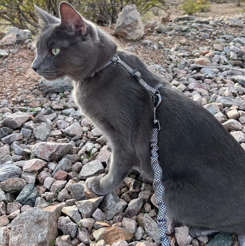 Travel Cat Harness and Bungee Leash Set - 2 in 1 Adjustable Escape Proof Cat Harness & Leash for Small, Medium, Large Cats, Kitten - Safe H-Style Cat Leash Harness for Outdoor Walking (Checkered) Checkered - BeesActive Australia