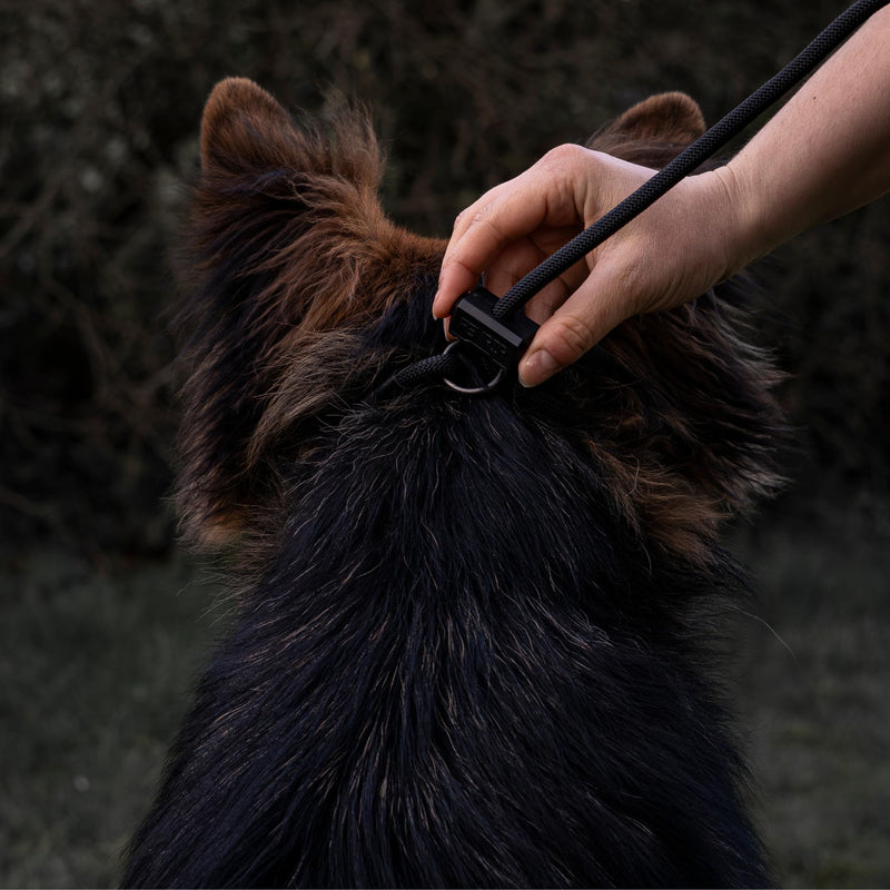 Fenrir Long Line Slip Leash 6m Professional Dog Training Lead to Train Recall, Perfect for Recall, Easy to Use, Spring Loaded Stopper, Light Weight and Durable - BeesActive Australia