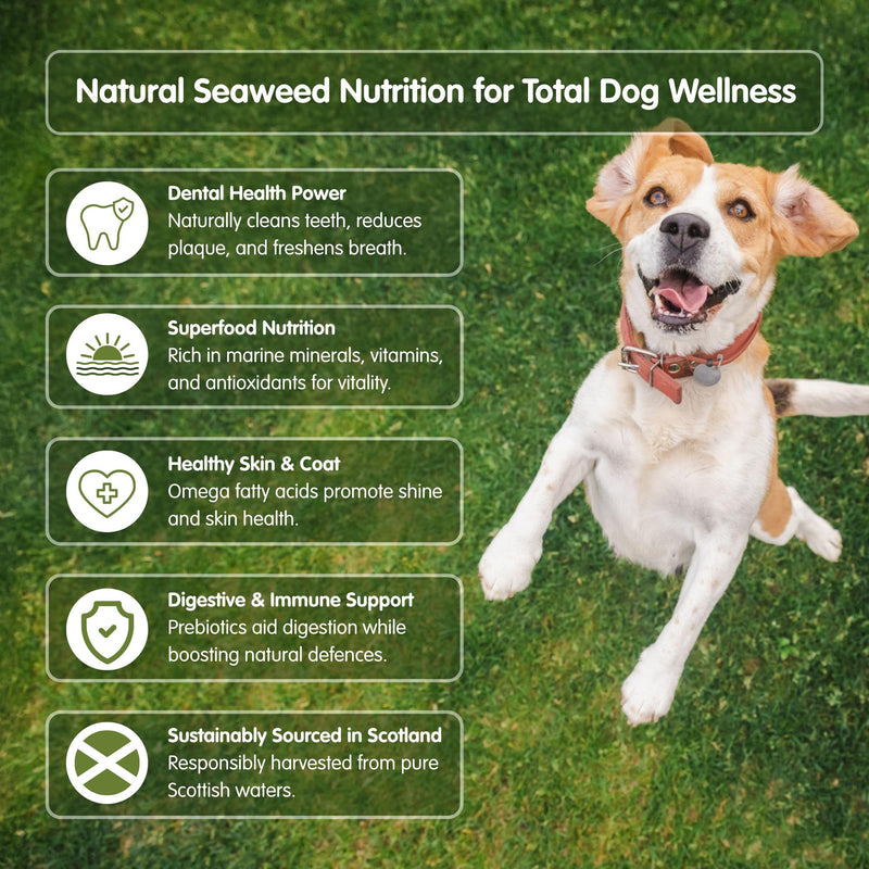 pet wiz 100% Natural Seaweed Meal for Dogs – Natural Plaque & Tartar Remover, Freshens Bad Breath & Promotes Healthy Gums – Supports Digestion & Overall Health – Made in UK (250g) Meal - 250g