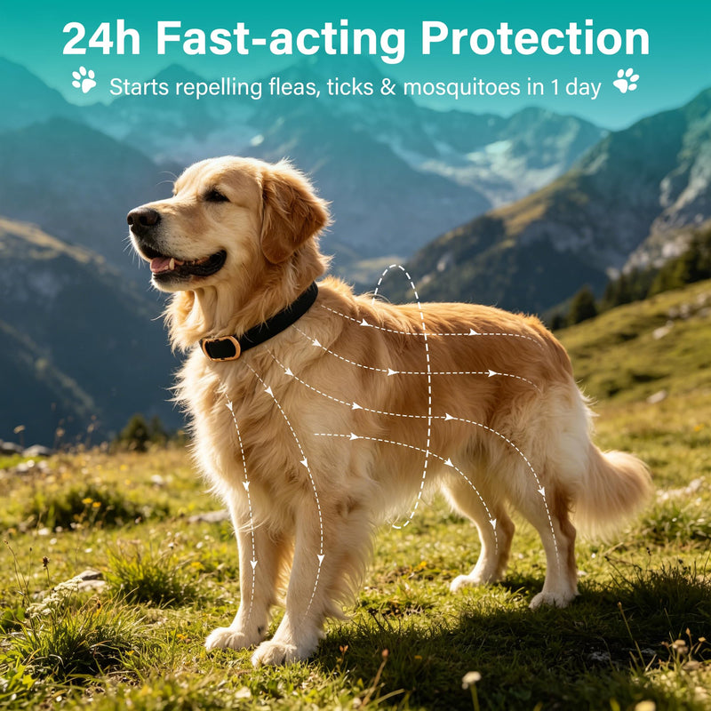 Flea and Tick Collar for Dogs 6 Pack, Natural Flea & Tick Prevention with Essential Oils, Waterproof Adjustable Dog Collar for Small Medium Large Dogs, Black & Gold