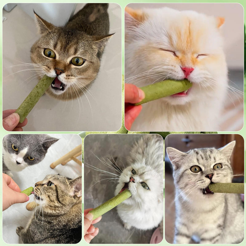 30g Cat Grass Sticks, Freeze Dried Cats Grass Teething Stick, Edible Cat Chew Toy for Teeth Cleaning Dental Health and Hairball Removal 30g