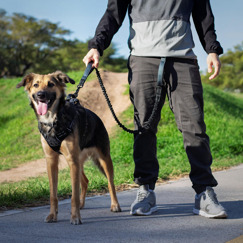 Waist Leash for Dog Walking, Waist Dog Leash for Running, Hands Free with Metal Quick-Release Buckle, Rope Bungee, Neoprene Lumbar Support Black / Iron Grey - BeesActive Australia