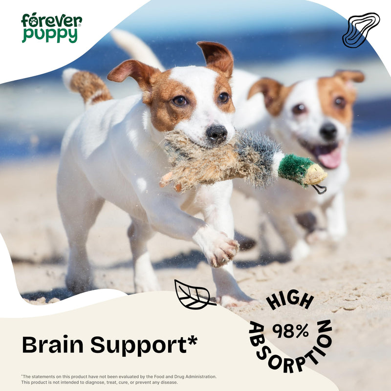 Gotu Kola Drops for Dogs - Gotu Kola Extract & Centella Asiatica for Brain Health Support - Nutritional Brain Supplement for Dogs of All Breeds & Sizes - 4 oz 4 fl oz - PawsPlanet Australia